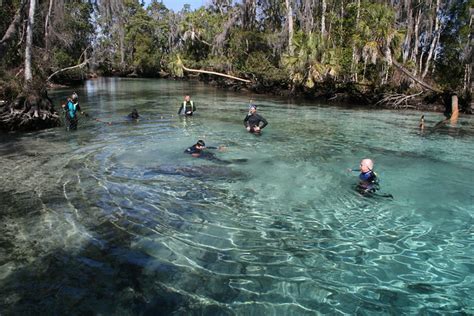 Un Río De Aguas Cristalinas Habitado Por Manatíes En Florida 101