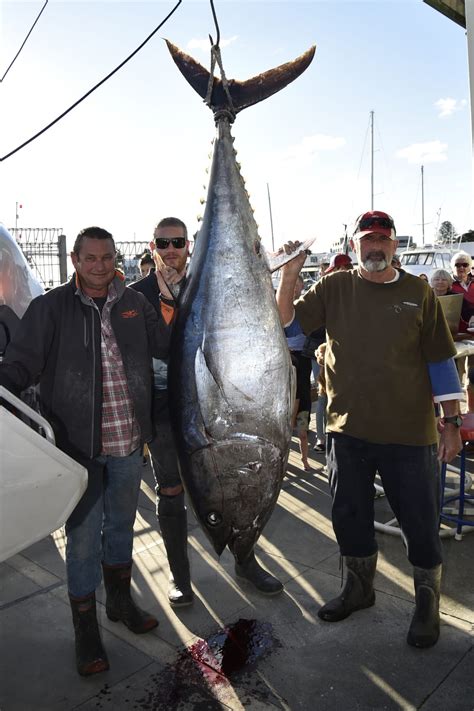 The Bluefin Tuna That Could Break A World Record Rnz News