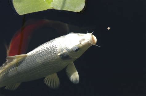 How long do fish stay pregnant? Pregnant Koi Fish | Cuteness