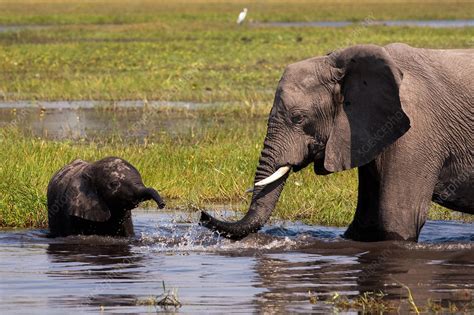 African Elephant Okavango Delta Botswana Stock Image F0091918
