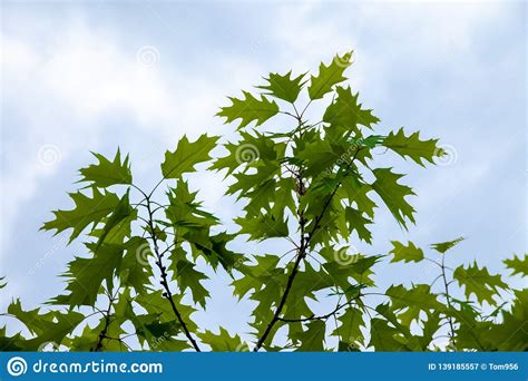 Young Fresh Spring Green Leaves Against A Blue Sky Stock Image Image