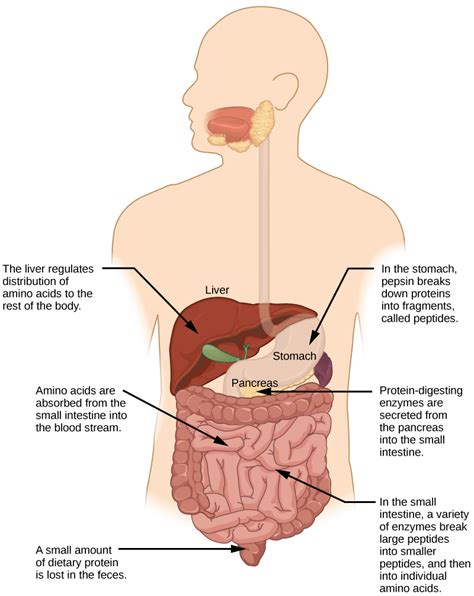 Digestive System Processes Bio