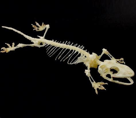 Real Taxidermy Gecko Skeleton Tokay Gecko Gekko Skeleton