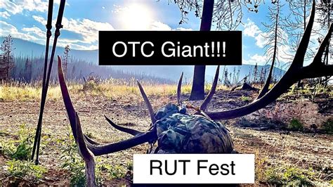 Colorado Otc Solo Public Land Archery Elk Hunt East Coast Guy Youtube