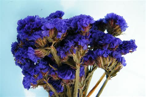 Anise hyssop is a great plant for attracting bees, butterflies and beetles. Dried flower bunches - modern and traditional from Daisy ...