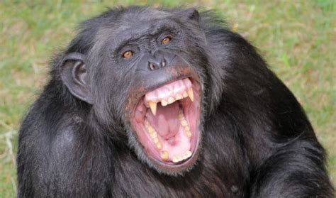 10 Facts About Chimpanzees That Hold A Dark Mirror To Humanity