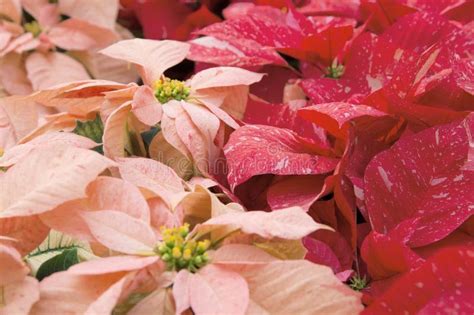 Bright Red And Pink Poinsettia Or Christmas Flower Stock Image Image