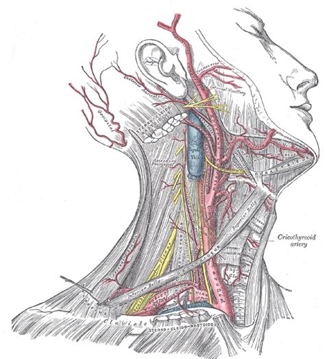 (a) tear and elevation of intima from wall of artery, resulting in luminal stenosis. Medical Pictures Info - Common Carotid Artery
