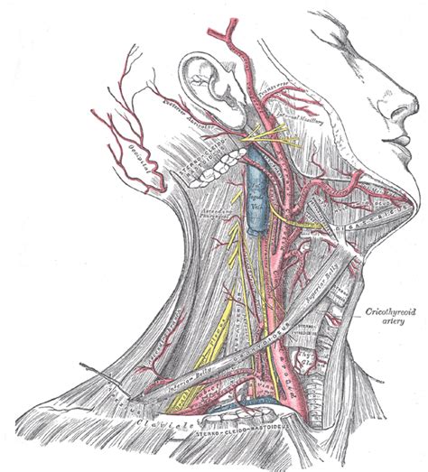 Most arteries carry oxygenated blood; The Common Carotid Artery - Human Anatomy