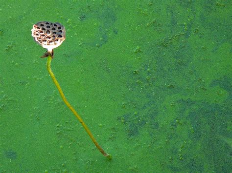 Lily Pad Stem And Duckweed Photograph By Lindy Pollard