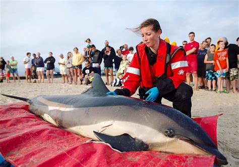 Stranded Dolphins Rescued On Cape Cod This Weekend