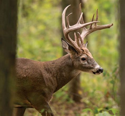 Early Season Whitetail Tactics Field And Stream