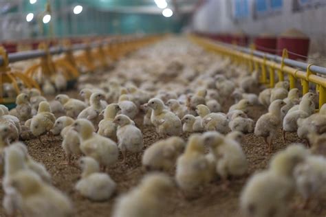 The Egg Industry Grapples With A Grim Practice Chick Culling