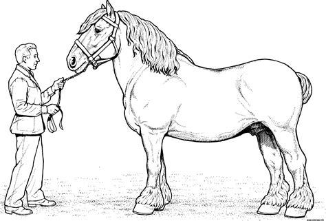 Coloriage cheval clydesdale horse  JeColorie.com