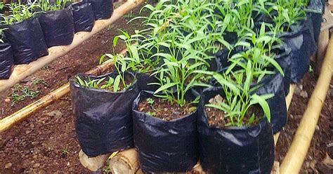 Budidaya tanaman serai , foto original oleh: Cara Budidaya Kangkung Yang Benar dan Menghasilkan