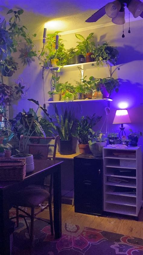 Indoor Plants Grow Lights How To Set Up Your Plants Indoor Plants