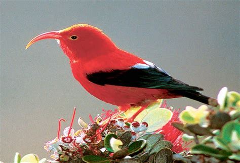 Pin On Hawaiian Native Birds