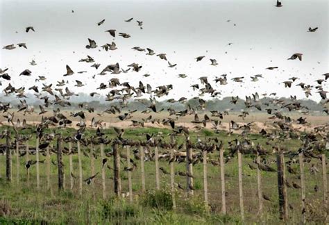 Dove Hunting In Argentina High Volume Dove Hunting