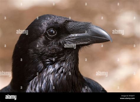 Raven Corvus Corax Portrait Of Eyes Head And Beak Stock Photo Alamy