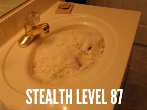 Stealth Level 87 Crazy Cat Lady Crazy Cats Weird Cats Bad Cats