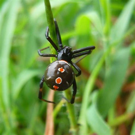 Black Widow Spider Latrodectus Mactans Bugguidenet