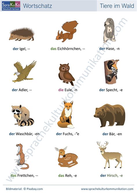 Deutsch Lernen Daf Wortschatz Tiere Im Wald German Language