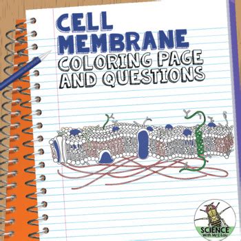 The color of a cell membrane is clear or white. Cell Membrane Coloring Activity: Help Students Identify ...