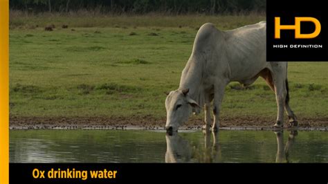 Ox Drinking Water Stock Footage Videohive