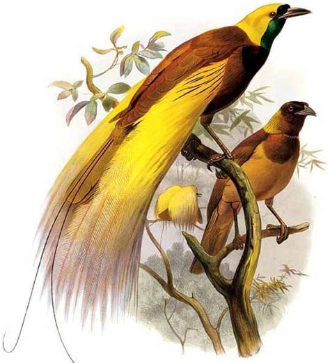 Burung cendrawasih ⭐perawatan jenis harga, pakan, gambar dan berbagai macam informasi penting lainnya tentang burung tersebut. Le paradisier