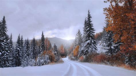 Forest Montana Path Covered With Snow Under Cloudy Sky During Fall 4k