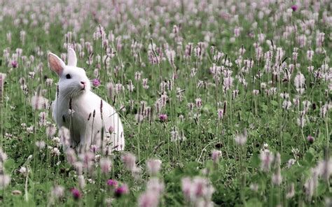 White Rabbit On The Field With Grass And Flowers