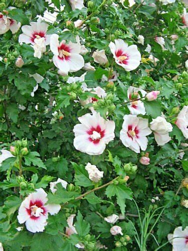 Rose Of Sharon White Eith Red Center Hibiscus100 Seeds Abg12