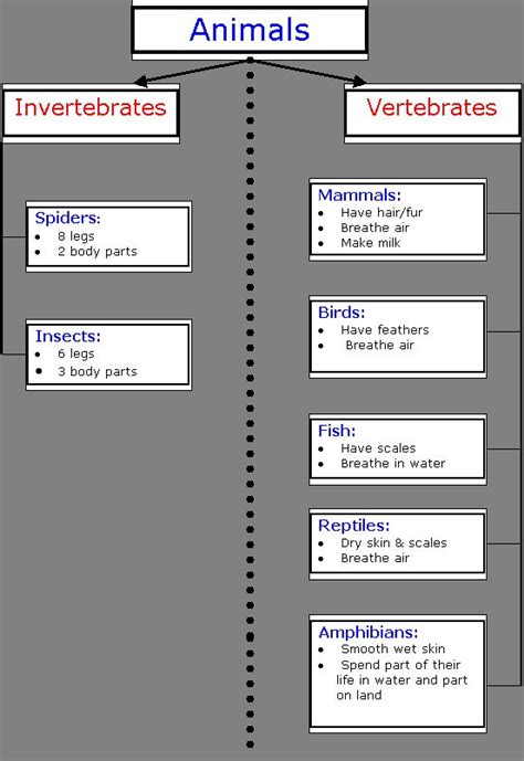Animal Classification Chart Invertebrates Education Chart Of Biology
