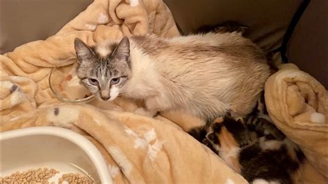 連れ出した生後2週間の仔猫を母猫の元へ戻す時 16 【保護猫】 Youtube