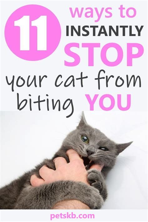 11 Ways To Stop Your Cat From Biting Cat Biting Cats Cat Training