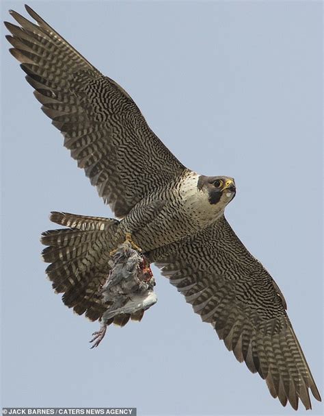 Adult Peregrine Falcon Passes Prey To Its Young In Mid Air As It Teaches Juvenile How To Hunt