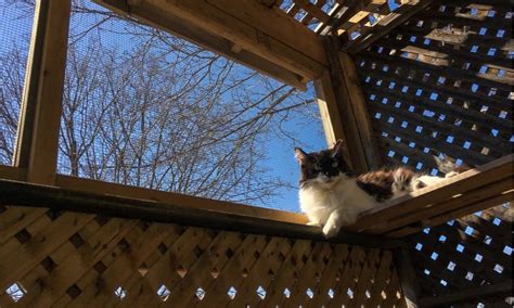 You can use a staple gun to apply the metal wiring around the sides from a small cat window box to the large sanctuary catio, a cat enclosure can be built in a variety of styles and sizes. 21 Cat Window Box Plans You Can Diy Catio Easily in 2020 | Catio, Cat care, Bengal cat