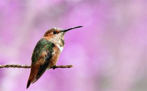 Macro Birds Hummingbirds Wallpapers Hd Desktop And