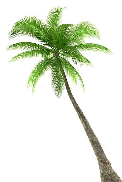 Royalty Free Palm Tree White Background Pictures Images And Stock