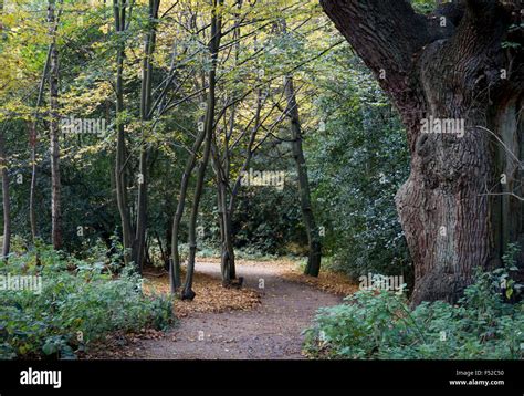 Pathway Through Woodland In Autumn Stock Photo Alamy