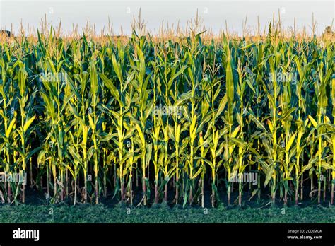 Tall Corn Hi Res Stock Photography And Images Alamy