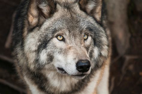 Grey And White Wolf Selective Focus Photography · Free Stock Photo