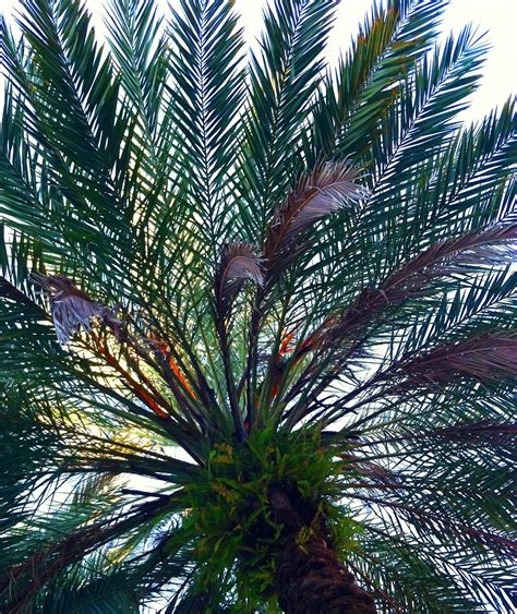 Free Photo Palm Fronds Frond Green Nature Free Download Jooinn