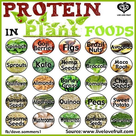 We did not find results for: Plants That Contain Protein | Protein rich diet, Plant ...