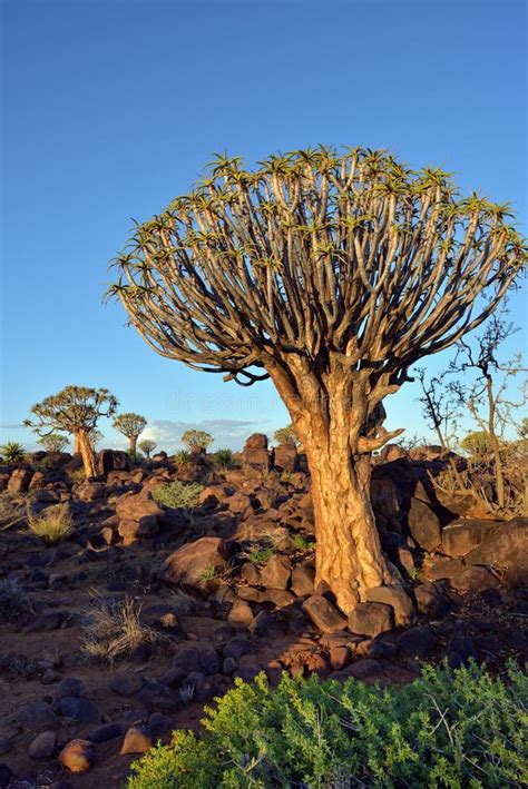 Quiver Tree Forest Namibia Stock Image Image Of Kokerboom 71913555