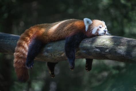 Lazy Red Panda Daniel Kölblinger Flickr