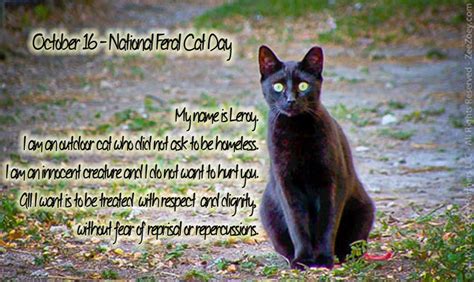 October 16 National Feral Cat Day Making Sense Of It