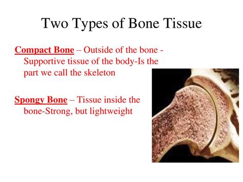 Two Types Of Bone Tissue Slideshare