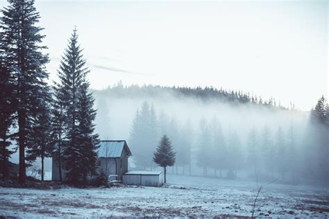 Wallpaper Mist Forest Trees Spruce Mountains Loneliness House