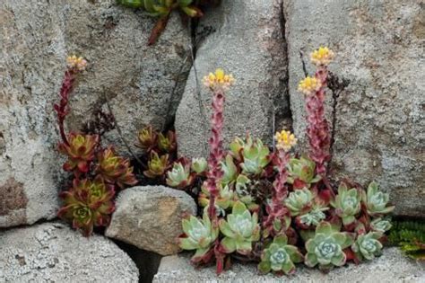 Furthermore, we shall teach you how to take care of your cactus plant by understanding its light requirements and how to ensure that. Dudleya farinosa live forever | California native garden ...